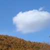 青空とカラマツと白い雲。