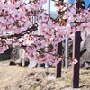 大寒桜　サンジュリアンでランチ　ほか