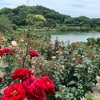 倉敷市　種松山公園西園地のバラとアジサイ♪