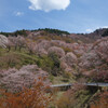 吉野山の千本桜をバイクで花見