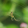 チュウガタシロカネグモ