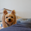 愛犬と贅沢ステイ！メルキュール京都宮津で楽しむオールインクルーシブの旅