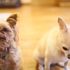 犬語
