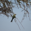 エンビハチクイ Swallow-tailed Bee-eater