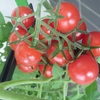 トマト１２回目の収穫♪
