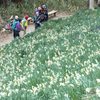 大阪府柏原市 高尾山のかしわら水仙郷の水仙が見頃シーズンになってます。