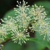 秋の食材　【ウドの花の天ぷら】