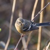 公園の野鳥達（２月５日その他）