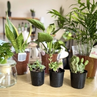 観葉植物で金運アップ！家に置くだけの風水テクニック