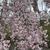 枝垂れ桜が満開