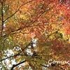 今朝の東福寺の紅葉