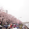 浅草の桜　2017