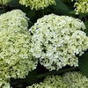 ６月２６日　初夏の庭　～　花の種類も変わりました　収穫もありました　