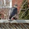 14 Hawk 1 