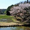 五反田谷戸 畦桜