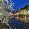 2017茂原公園 夜桜