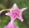 今日の誕生花「イワタバコ」葉っぱは、タバコにならないが山菜に！