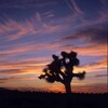 米国横断フォトエッセイ7 : ジョシュアツリー（Joshua Tree）