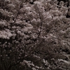 夜桜2015