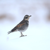 大雪の日に鳥を見に行った（２０２１　０１１１）その１。