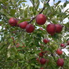 紅葉狩り、りんご狩り。