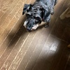 ふくすけ特集やっちゃうよ