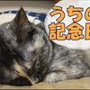 【保護猫】うちの子1周年の記念日にノアとの思い出を振り返る雑記