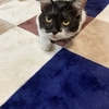 カーペット3畳を購入しました。🐾