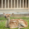 6月の奈良公園は小鹿の季節。生後5か月で亡くなった小鹿「こつぶちゃん」の話をもっと知ってほしい。
