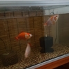 エサ争いと水の濁りが収まったのは