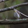 キビタキ　♀