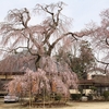 【下妻市】観音寺の枝垂れ桜・・