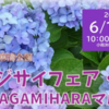 アジサイフェア・SAGAMIHARAマルシェ6/14 開催！(2026/6/9)