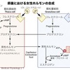 女性にも男性ホルモンが大切！？女性の性欲低下は男性ホルモンが低いため！？