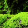 苔の山