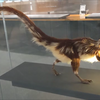 【古生物紹介】シノサウロプテリクス(Sinosauropteryx)