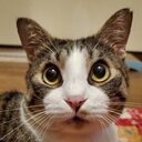 FIP再発/水頭症と戦う保護猫とも君闘病記　〜ジャンプできる日を夢見て〜