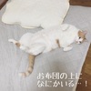 お猫さまに取られるお布団