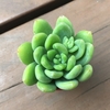『春萌』の成長記録【多肉植物】