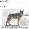 「寄生虫（トキソプラズマ）がオオカミに群れのリーダーに必要なものを与える」: Nature誌のニュースが伝えることによれば，「トキソプラズマに感染したオオカミは，感染していないオオカミに比べて，生まれた家族を捨てて新しい群れを作る確率が11倍高く，群れのリーダーになる確率が46倍高いことを発見した」とのこと． 寄生性原生動物が 動物の行動に影響を与える！？ 