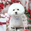 ～愛犬の誕生日プレゼント～