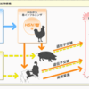 　豚インフルエンザウイルスで「復活の日」のオカン