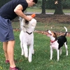 Happy Tails of South Jersey for-Dog Training in New Jersey