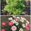 夏越しした花たち②🍃✿