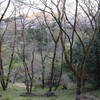 多摩川桜百景　－41. 都立滝山公園－