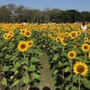 乾季に満開となる向日葵が素敵！我が子の誕生日にワチラベンチャタット公園に行ってきました。