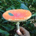 目指せ就農！田舎暮らし珍走記