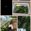 蛍と野菜収穫とブツブツ(^^)