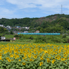 ひまわり電車