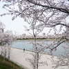 天王川公園　ソメイヨシノ　満開